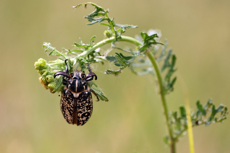 AdobeStock_640895017