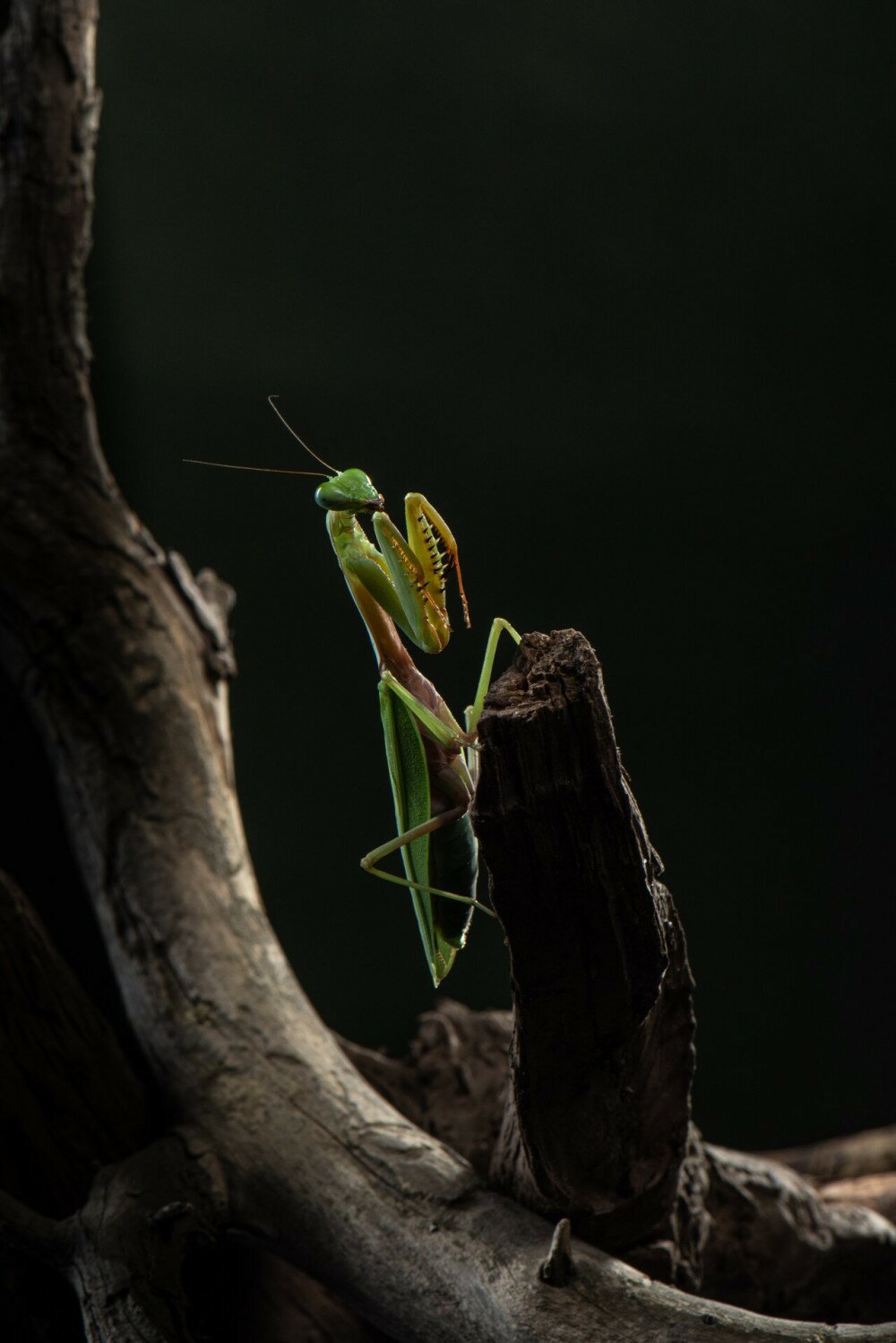 Adult female of Indian mantis sits on branch on green background. Shooting Mantis in studio. Insect close-up macro photo