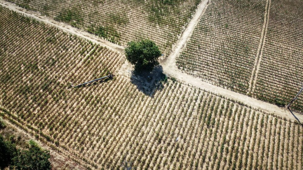 Aerial view, agricultural plot, drought conditions after harvesting season, Drone photography.