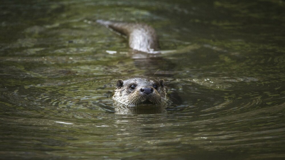 A European otter floats in the water