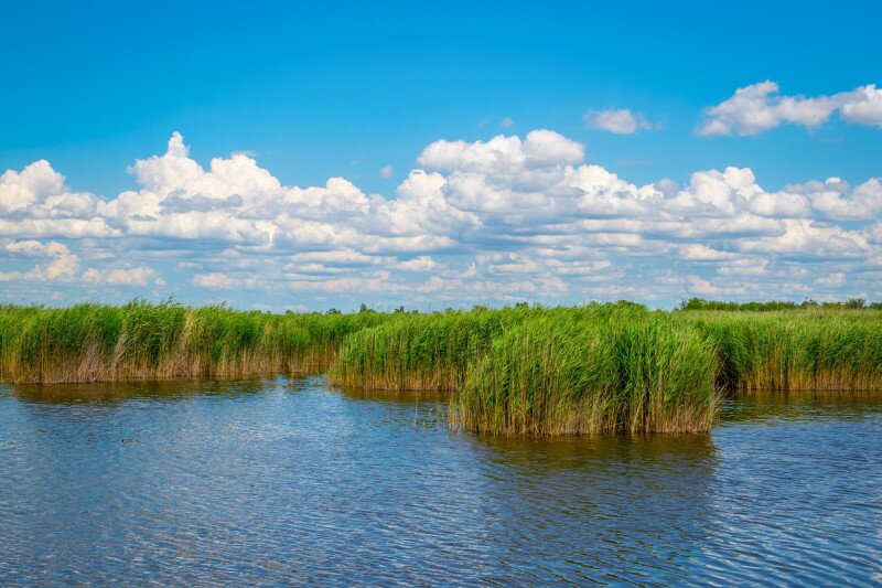 A Fertő-tó nádasai
