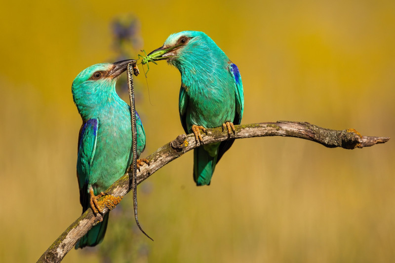 Affectionate pair of european rollers passing a catch to each other in summertime