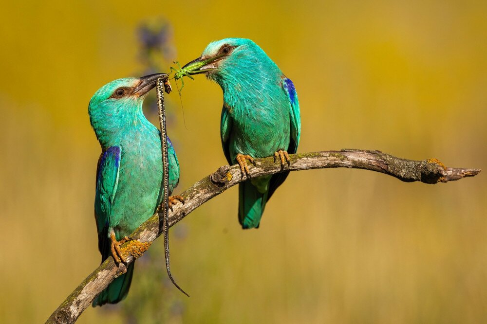 Affectionate pair of european rollers passing a catch to each other in summertime