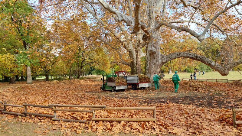 A FŐKERT munkatársai avart szórnak a Margitsziget híres platánfái alá