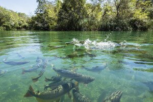 A folyókban élő halfajok egyre nagyobb veszélyben vannak