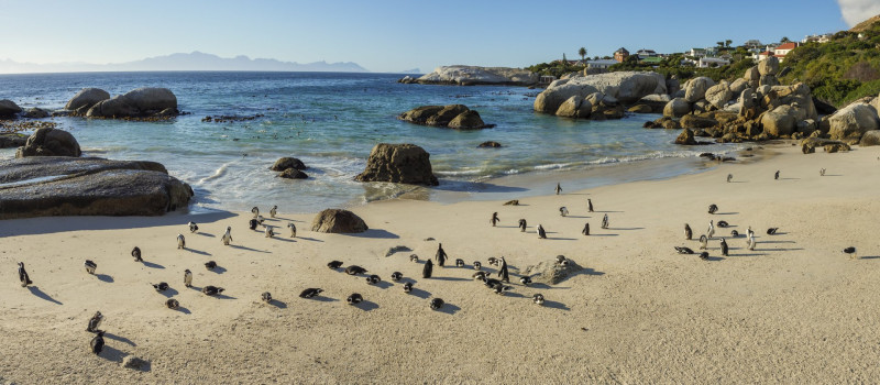 African penguin, black-footed penguin or jackass penguin (Spheniscus demersus) colony at Boulders Beack. Cape Town. Western Cape. South Africa