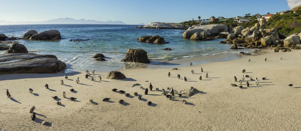 African penguin, black-footed penguin or jackass penguin (Spheniscus demersus) colony at Boulders Beack. Cape Town. Western Cape. South Africa