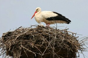 Afrika helyett inkább Zalában telelnek a gólyák