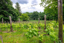 A Gellért-hegy és a Sas-hegy szőlőiből egykor Európa-hírű bor készült
