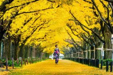 A ginkgo biloba titkai – a fa, amely túlélt mindent
