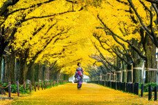 A ginkgo biloba titkai – a fa, amely túlélt mindent