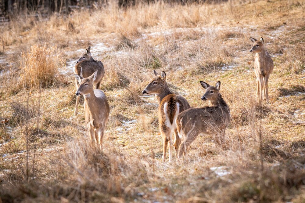 A herd of five while-tailed antlerless deer stand in a meadow in winter