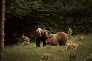 Ahonnan a medvék érkeznek – Medvekörkép Szlovákiától Magyarországig