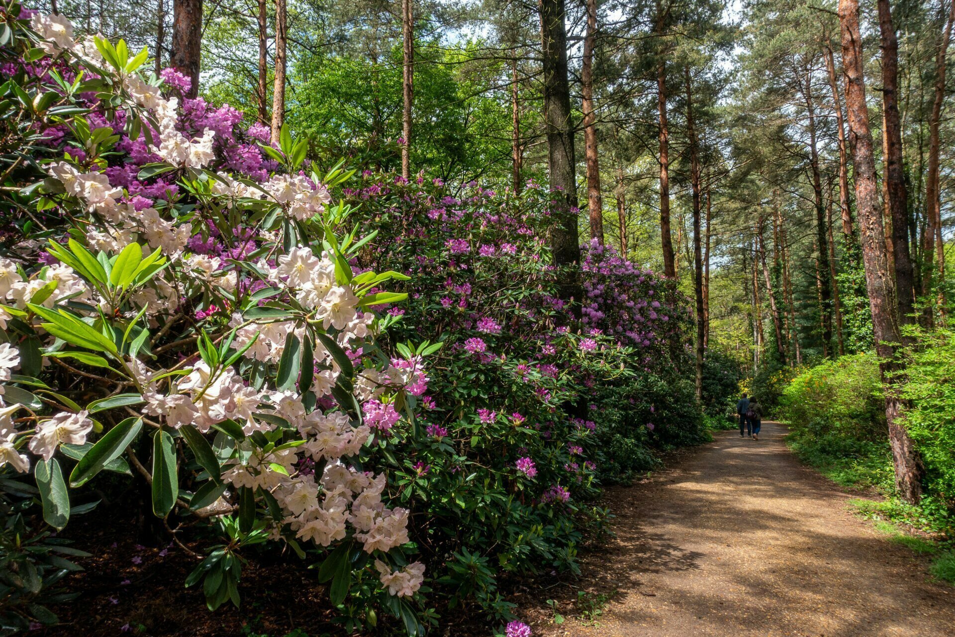 A Jeli Arborétum és gyönyörű rododendronjai – Galéria