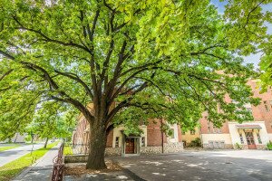 A kaposvári Szabadságfa lehet Európa legkedveltebb fája