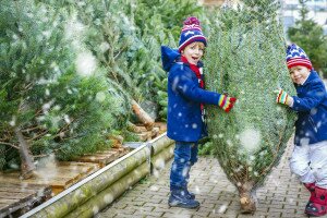 A karácsonyfa életútja: a teleptől a nappaliig és tovább