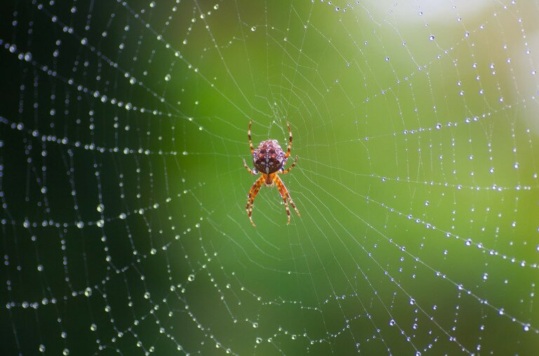 Akár több tucat pókfaj is élhet a kertedben – figyeld meg őket!