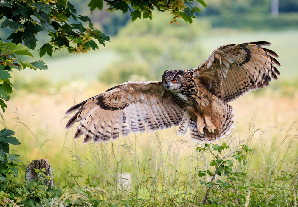 A large Eagle Owl prepares to land on a fence