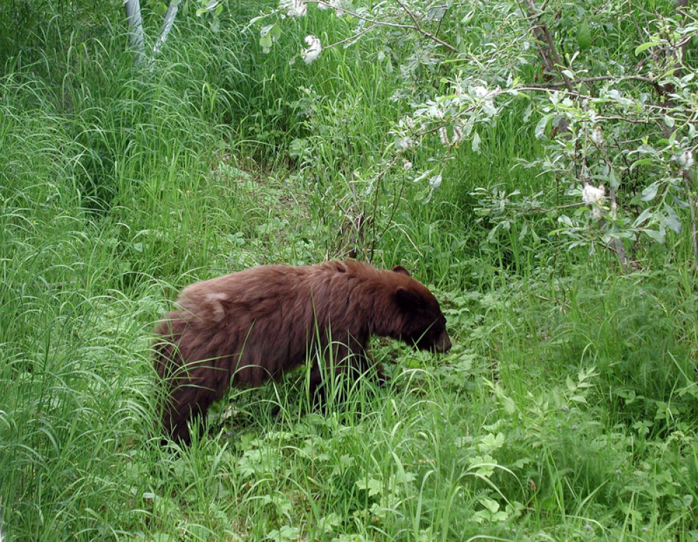 alaska-bear-112522_1280.jpg