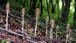 A legnehezebben észrevehető orchideánk most is látható az erdőkben