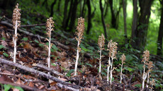 A legnehezebben észrevehető orchideánk most is látható az erdőkben