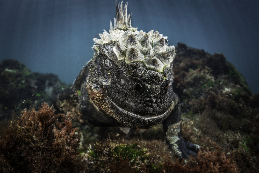 Allatportre Nadezhda Kulagina Kazahsztán - Godzilla