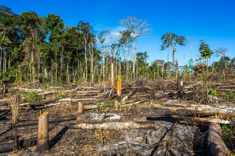 Amazon rainforest burning under smoke in sunny day in Acre, Brazil near the border with Bolivia. Concept of deforestation, fire, environmental damage and crime in the largest rainforest on the planet.