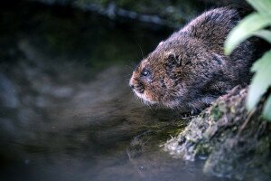 A mókus és a vadmacska is eltűnhet Nagy-Britanniából