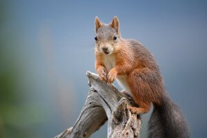 A mókusok titkos világa