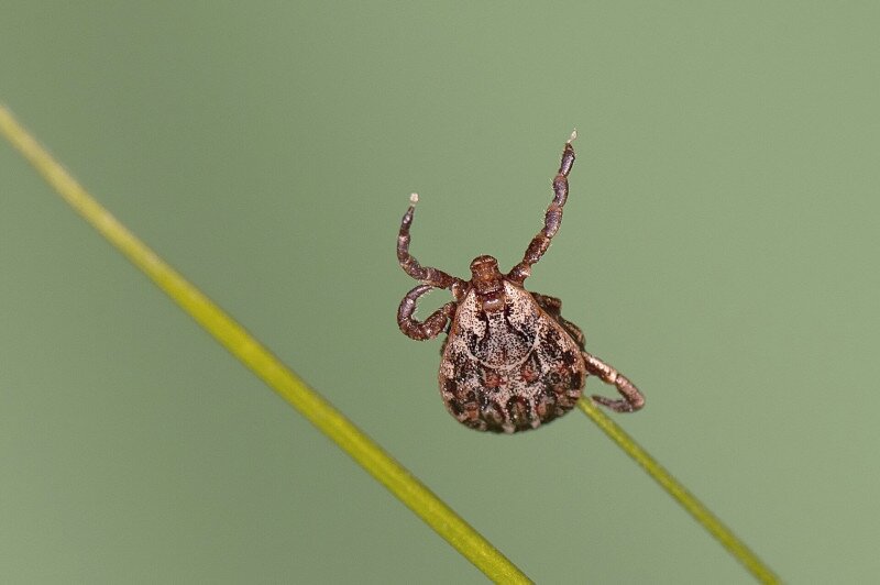 Andrei Daniel Mihalca - Dermacentor reticulatus - Questing in the city