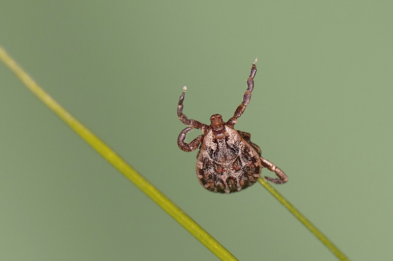 Andrei Daniel Mihalca - Dermacentor reticulatus - Questing in the city 
