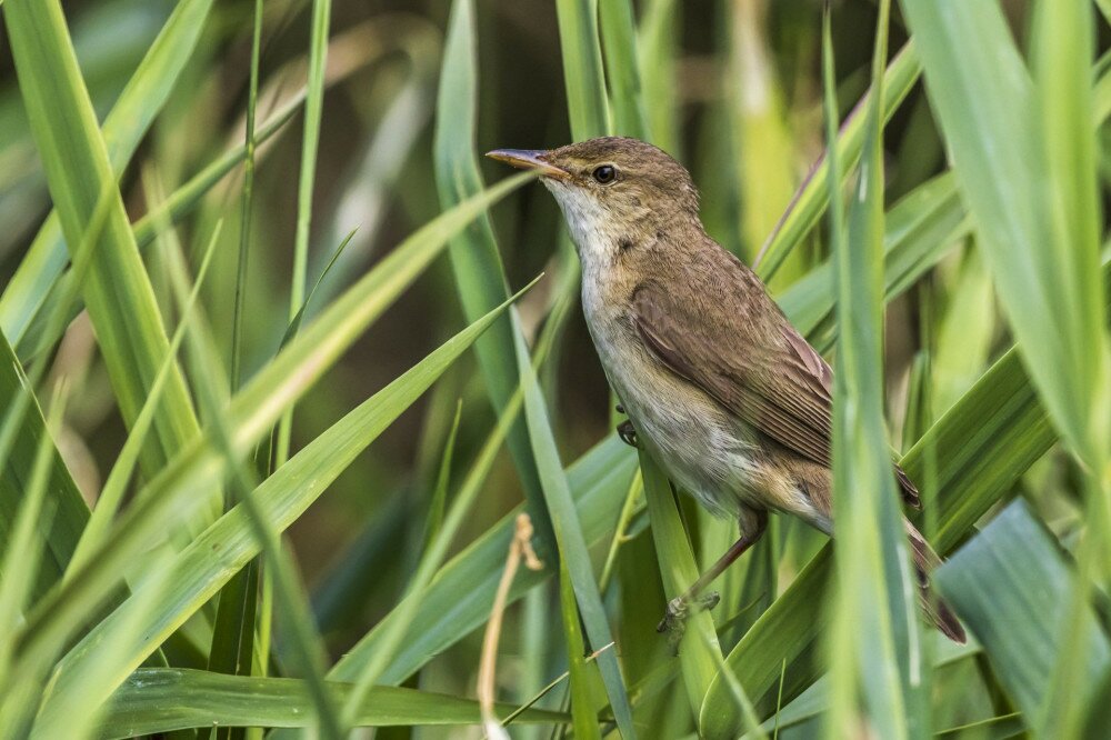 An eurasian reed warbler is sitting on a branch