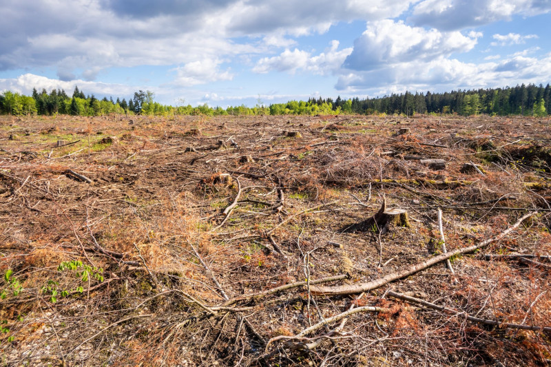 An image of a cleared forest outdoor scenery south Germany