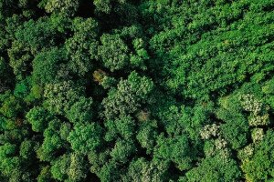 A növekvő erdők nyomában