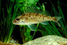 A paptetű vagy a péklapát legyen az Év hala?