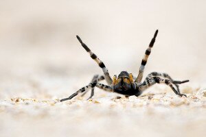 A pusztán vadászgatnak Magyarország legnagyobb pókjai
