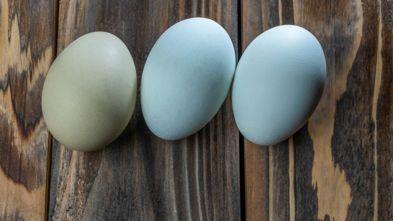 Araucana tyúk kék és zöld tojásai