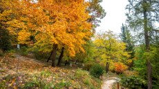 Arborétum a város felett