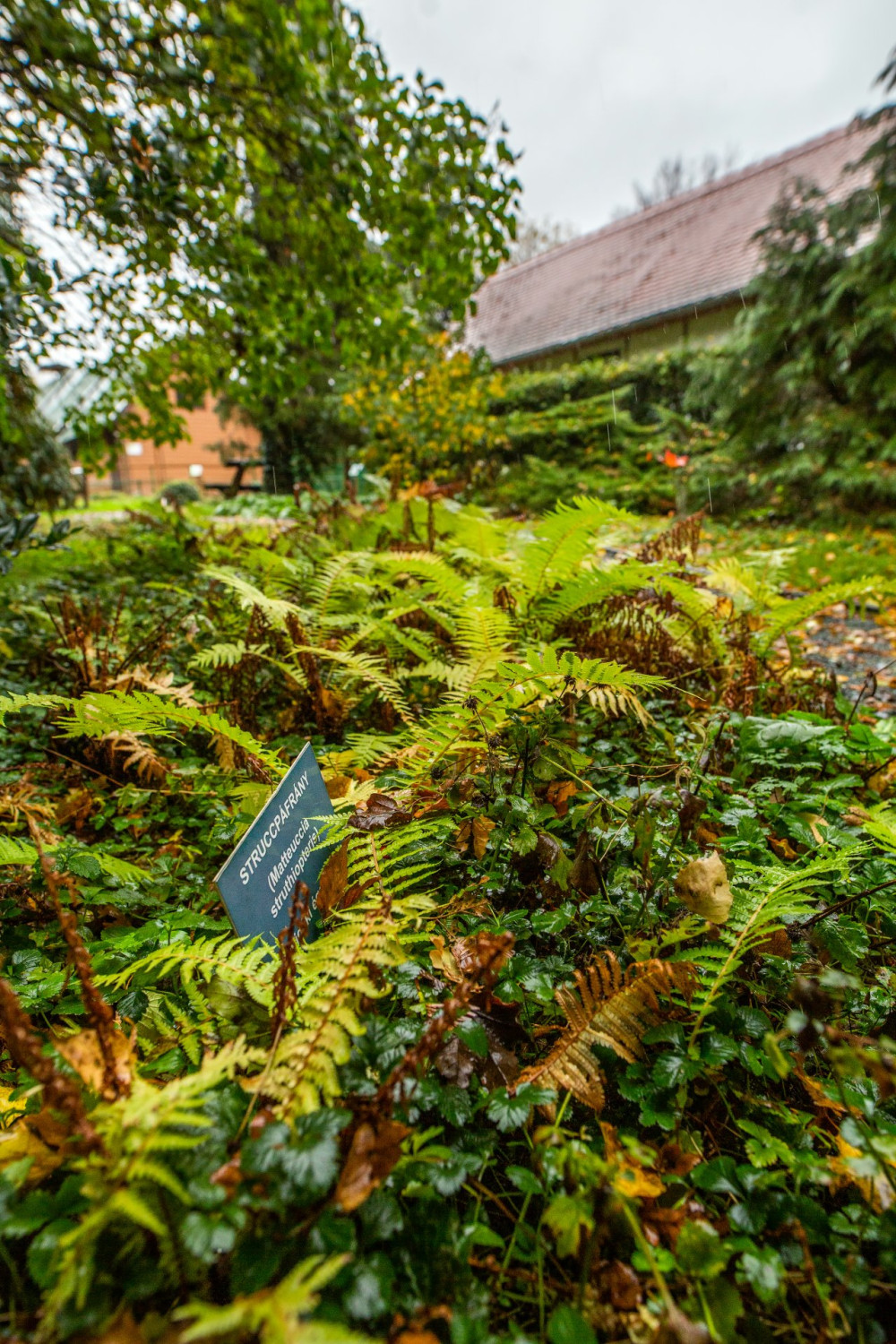 Arboretum-pafrany-FOTO-Gulyas-Attila