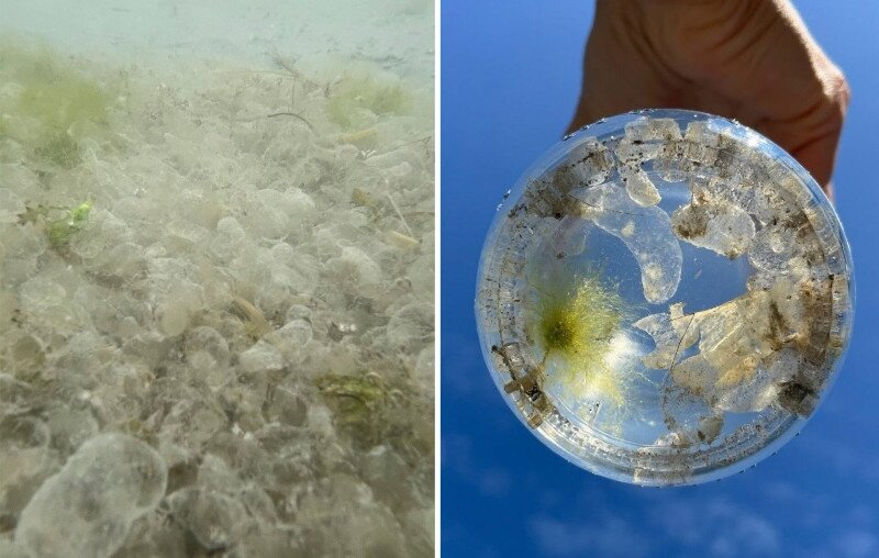 Árvaszúnyogok tojáscsomói a Balatonban