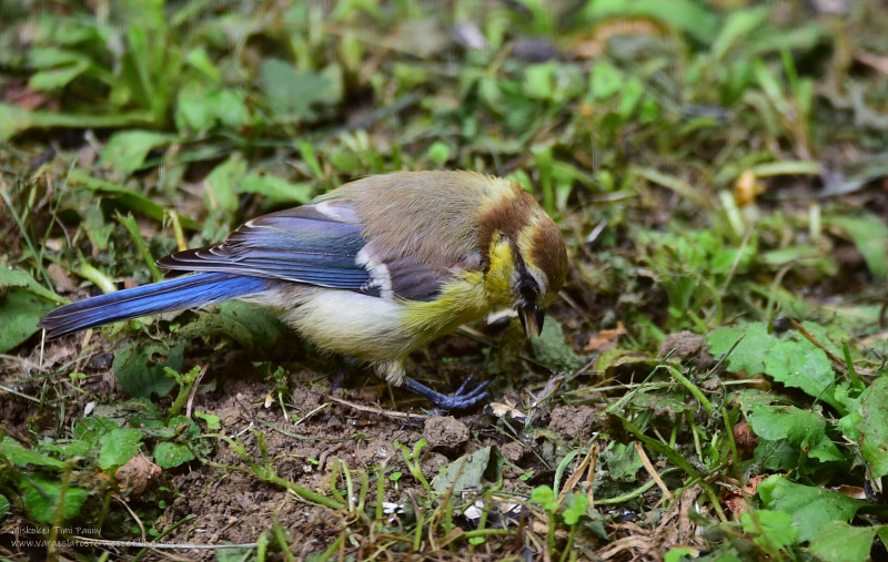 ASCII��� �����������������������������������