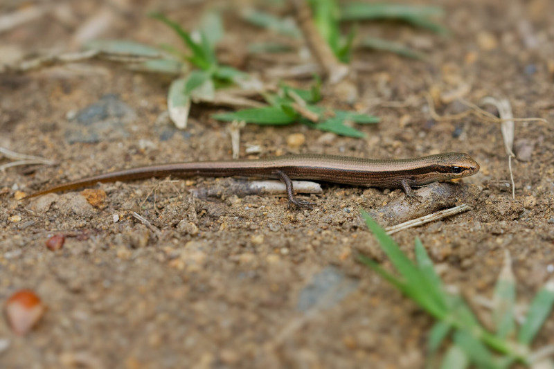 ASCII���Snake-eyed Skink - Ablepharus kitaibelii also European copper or European snake-eyed skink, Juniper or Snake-eyed skink, lizard in Scincidae, endemic to Eastern Europe and Southwestern Asia.Keywords: ablepharus;kitaibelii;snake-eyed;skink;reptile;lizard;snake;eyed;eye;european;copper;junip