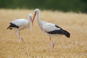 A szárazság ellenére jó éve van a fehér gólyáknak