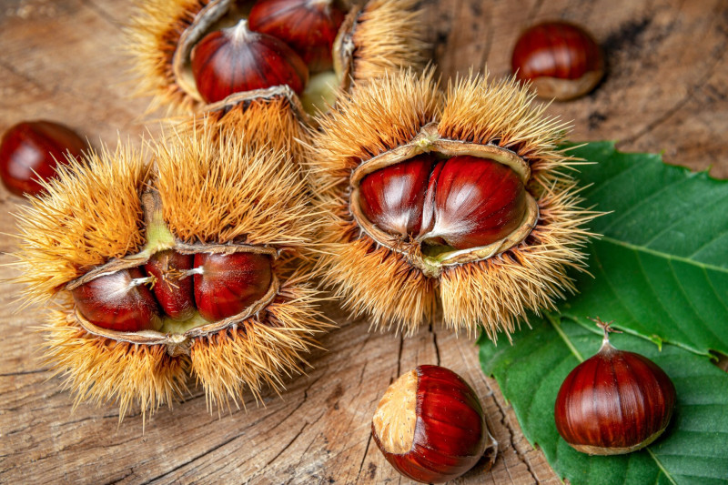 A szelídgesztenye termése