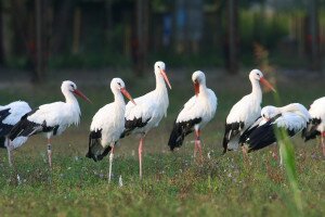 A tavalyihoz képest nőtt a fehér gólyák száma Baranyában