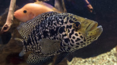 „A tél már nem intézi el őket”