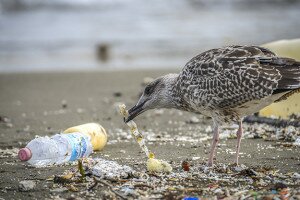A tengeri madarak több mint 90 százalékának a gyomrában van műanyag