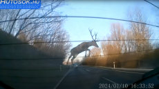 Átrepült a szarvas az autó felett – Videó
