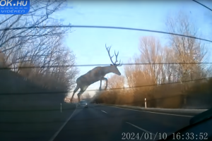 Átrepült a szarvas az autó felett – Videó