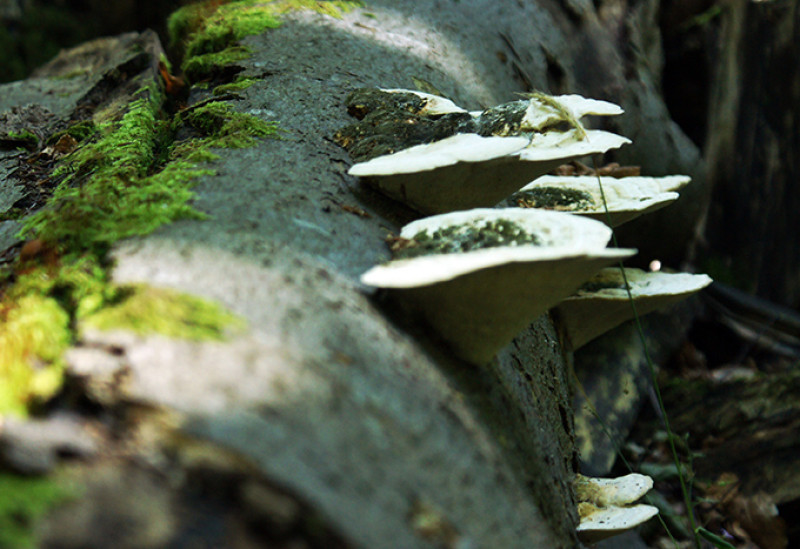 aug-26-28_080-2.jpg